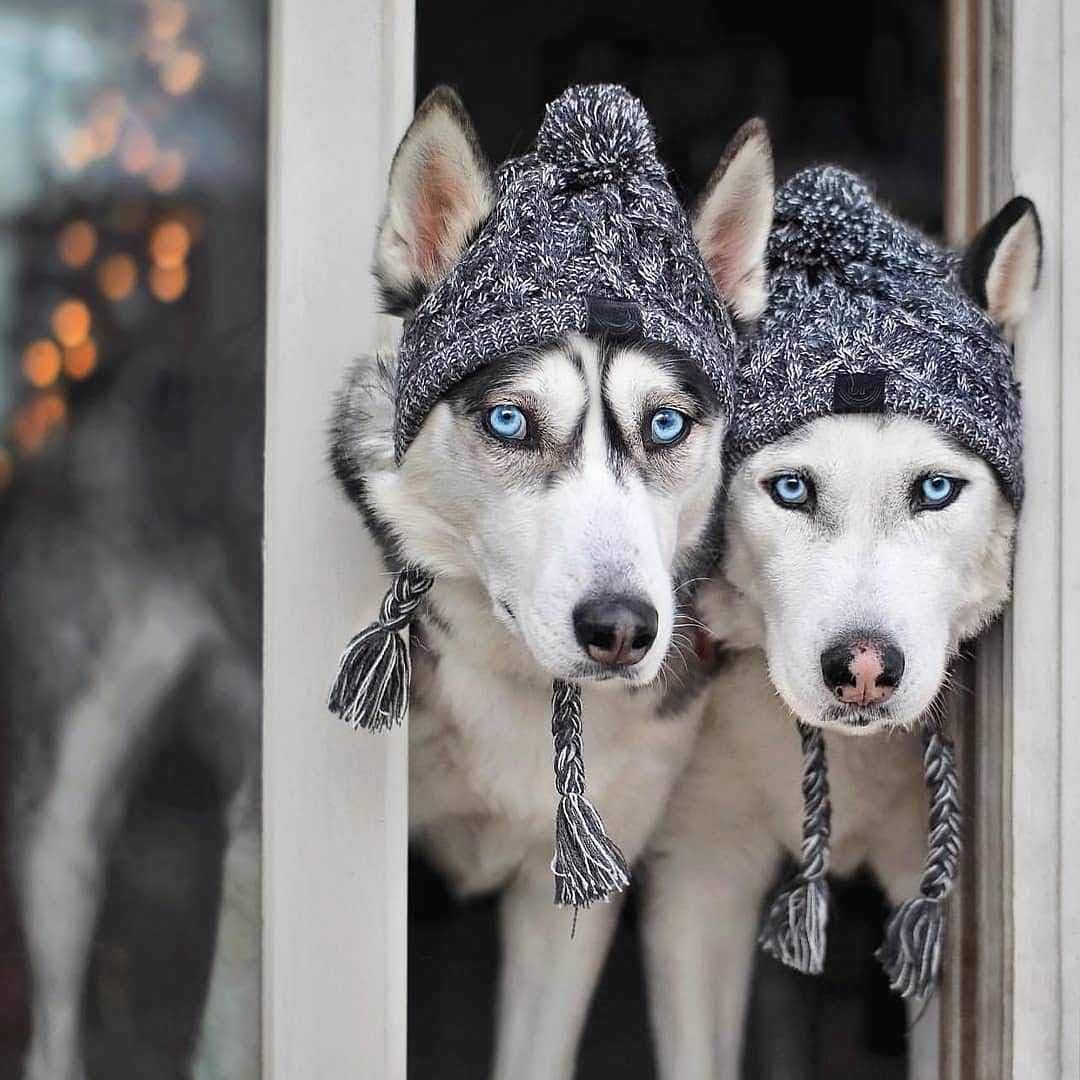 Woolly Beanie